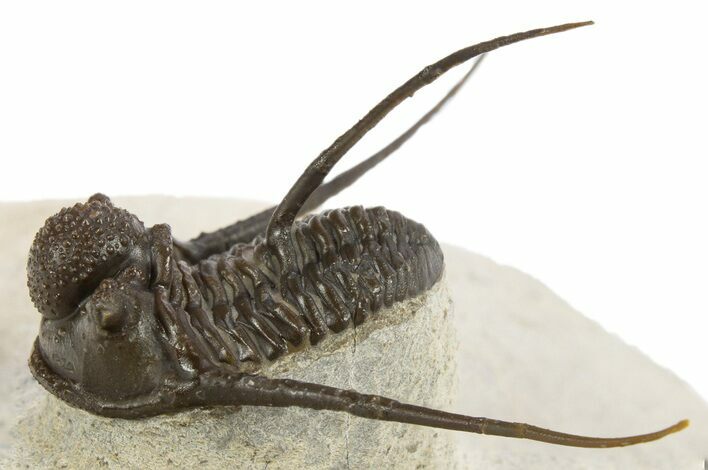 Long-Spined Cyphaspis Trilobite - Foum Zguid, Morocco #311665
